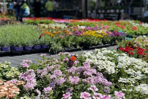 493288327_1106608651511492_3572125325538292423_n